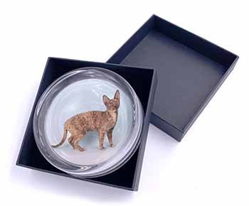 Cornish Rex Cat Glass Paperweight in Gift Box