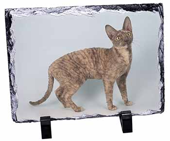 Cornish Rex Cat, Stunning Photo Slate