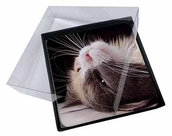 4x Cat in Ecstacy Picture Table Coasters Set in Gift Box