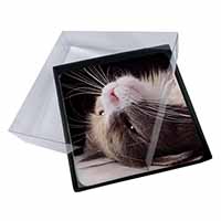 4x Cat in Ecstacy Picture Table Coasters Set in Gift Box