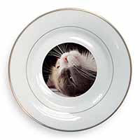 Cat in Ecstacy Gold Rim Plate Printed Full Colour in Gift Box
