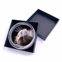 Cat in Ecstacy Glass Paperweight in Gift Box