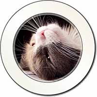 Cat in Ecstacy Car or Van Permit Holder/Tax Disc Holder