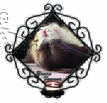 Cat in Ecstacy 