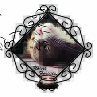 Cat in Ecstacy 