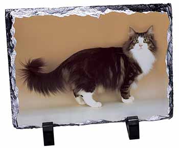 Norwegian Forest Cat, Stunning Photo Slate