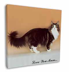 Norwegian Forest Cat 