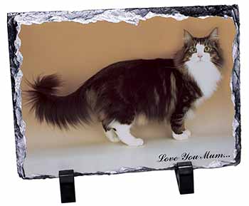 Norwegian Forest Cat 