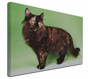 Tortoiseshell Maine Coon Cat Canvas X-Large 30"x20" Wall Art Print