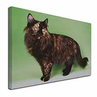 Tortoiseshell Maine Coon Cat Canvas X-Large 30"x20" Wall Art Print