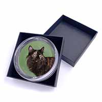 Tortoiseshell Maine Coon Cat Glass Paperweight in Gift Box