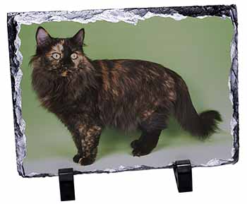 Tortoiseshell Maine Coon Cat, Stunning Photo Slate