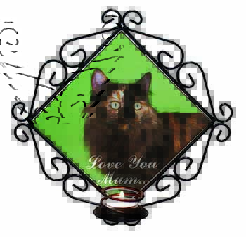 Maine Coon Cat 