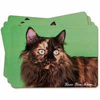 Maine Coon Cat 