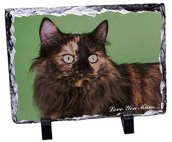 Maine Coon Cat 