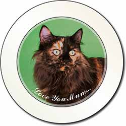 Maine Coon Cat 