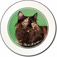 Maine Coon Cat 