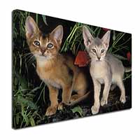 Abyssinian Cats by Poppies Canvas X-Large 30"x20" Wall Art Print