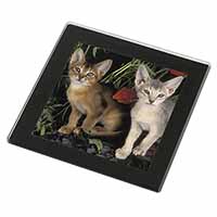 Abyssinian Cats by Poppies Black Rim High Quality Glass Coaster