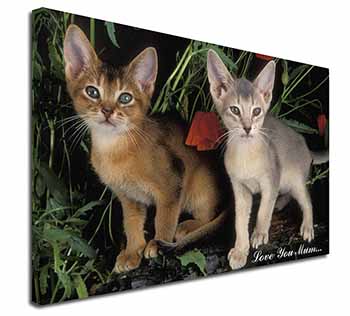 Abyssinian Cats 