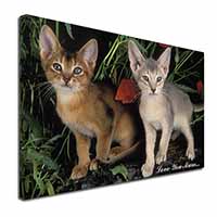 Abyssinian Cats 