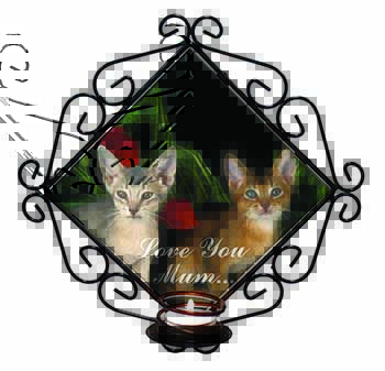 Abyssinian Cats 