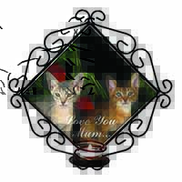 Abyssinian Cats 
