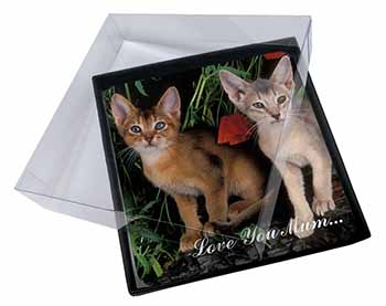 4x Abyssinian Cats 