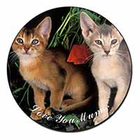 Abyssinian Cats 