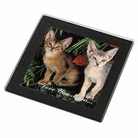 Abyssinian Cats 