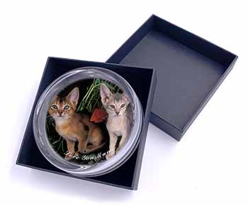 Abyssinian Cats 