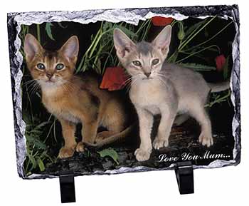 Abyssinian Cats 