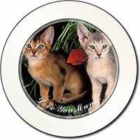 Abyssinian Cats 