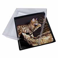 4x A Gorgeous Bengal Kitten Picture Table Coasters Set in Gift Box