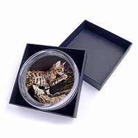 A Gorgeous Bengal Kitten Glass Paperweight in Gift Box