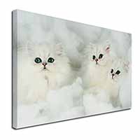 White Chinchilla Kittens Canvas X-Large 30"x20" Wall Art Print