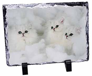 White Chinchilla Kittens, Stunning Photo Slate