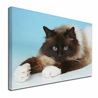 Beautiful Birman Cat Canvas X-Large 30"x20" Wall Art Print