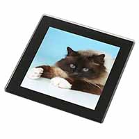 Beautiful Birman Cat Black Rim High Quality Glass Coaster