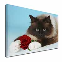 Birman Point Cat with Red Rose Canvas X-Large 30"x20" Wall Art Print
