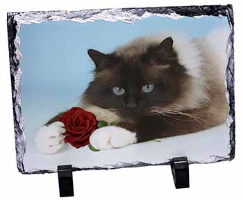 Birman Point Cat with Red Rose, Stunning Photo Slate