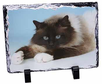 Beautiful Birman Cat, Stunning Photo Slate