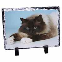 Beautiful Birman Cat, Stunning Photo Slate