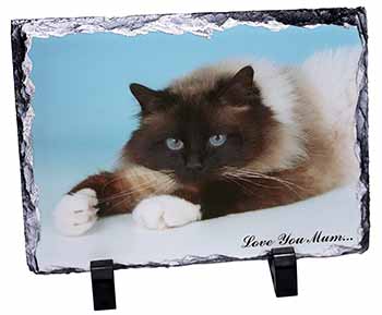 Beautiful Birman Cat 