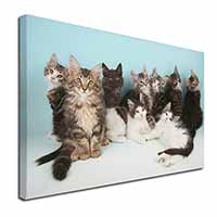 Cute Norwegian Forest Kittens Canvas X-Large 30"x20" Wall Art Print