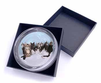 Cute Norwegian Forest Kittens Glass Paperweight in Gift Box