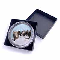 Cute Norwegian Forest Kittens Glass Paperweight in Gift Box