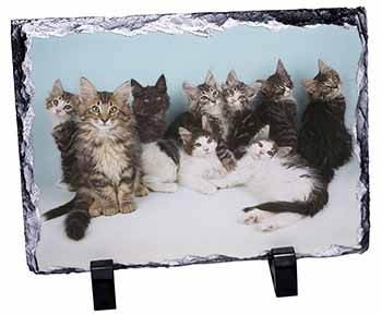 Cute Norwegian Forest Kittens, Stunning Photo Slate