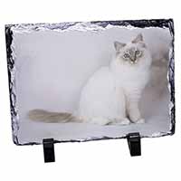 Beautiful Birman Cat, Stunning Photo Slate