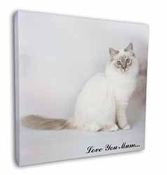 Birman Cat 